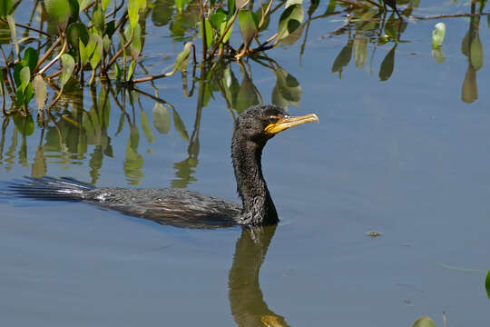 Image of Neotropic Cormorant