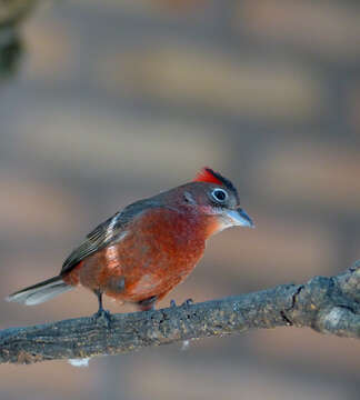 Image of Red Pileated Finch