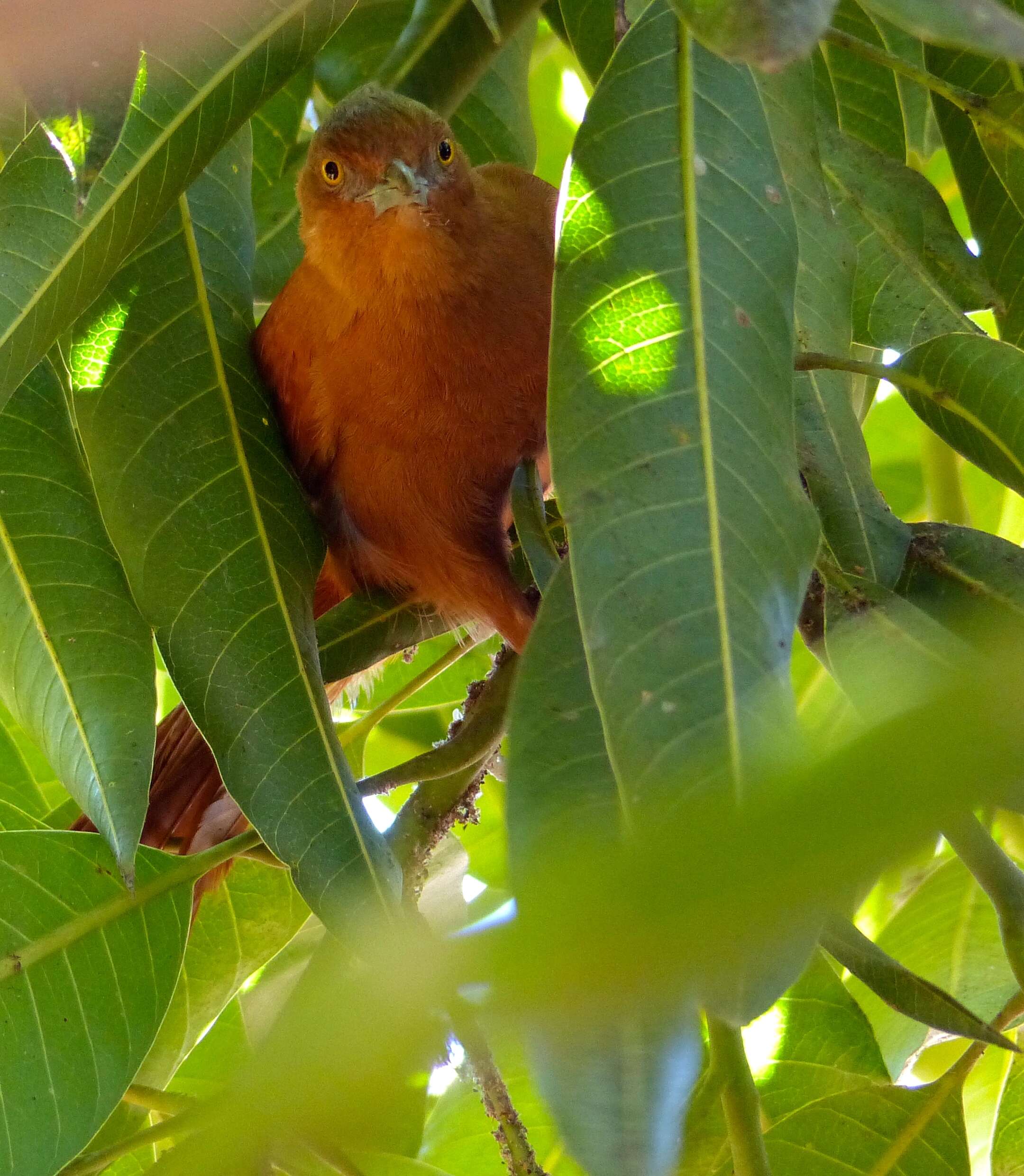 Pseudoseisura unirufa (d'Orbigny & Lafresnaye 1838)的圖片