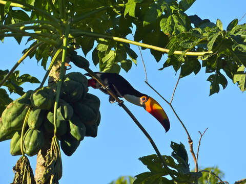 Image of Toco Toucan