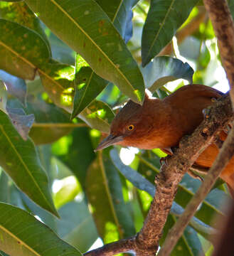 Pseudoseisura unirufa (d'Orbigny & Lafresnaye 1838)的圖片