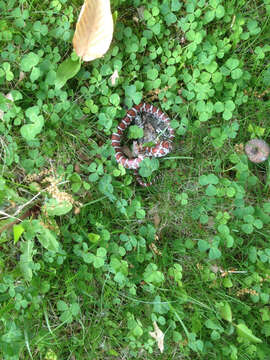 Image of milk snake