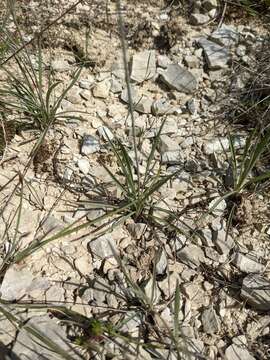 Image of Ranunculus gramineus L.