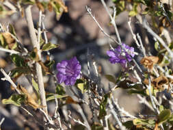 Sivun Ruellia californica subsp. californica kuva