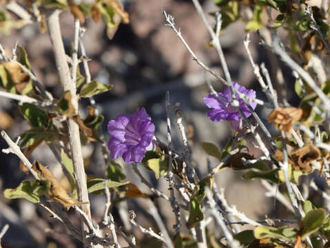 صورة Ruellia californica (Rose) I. M. Johnston