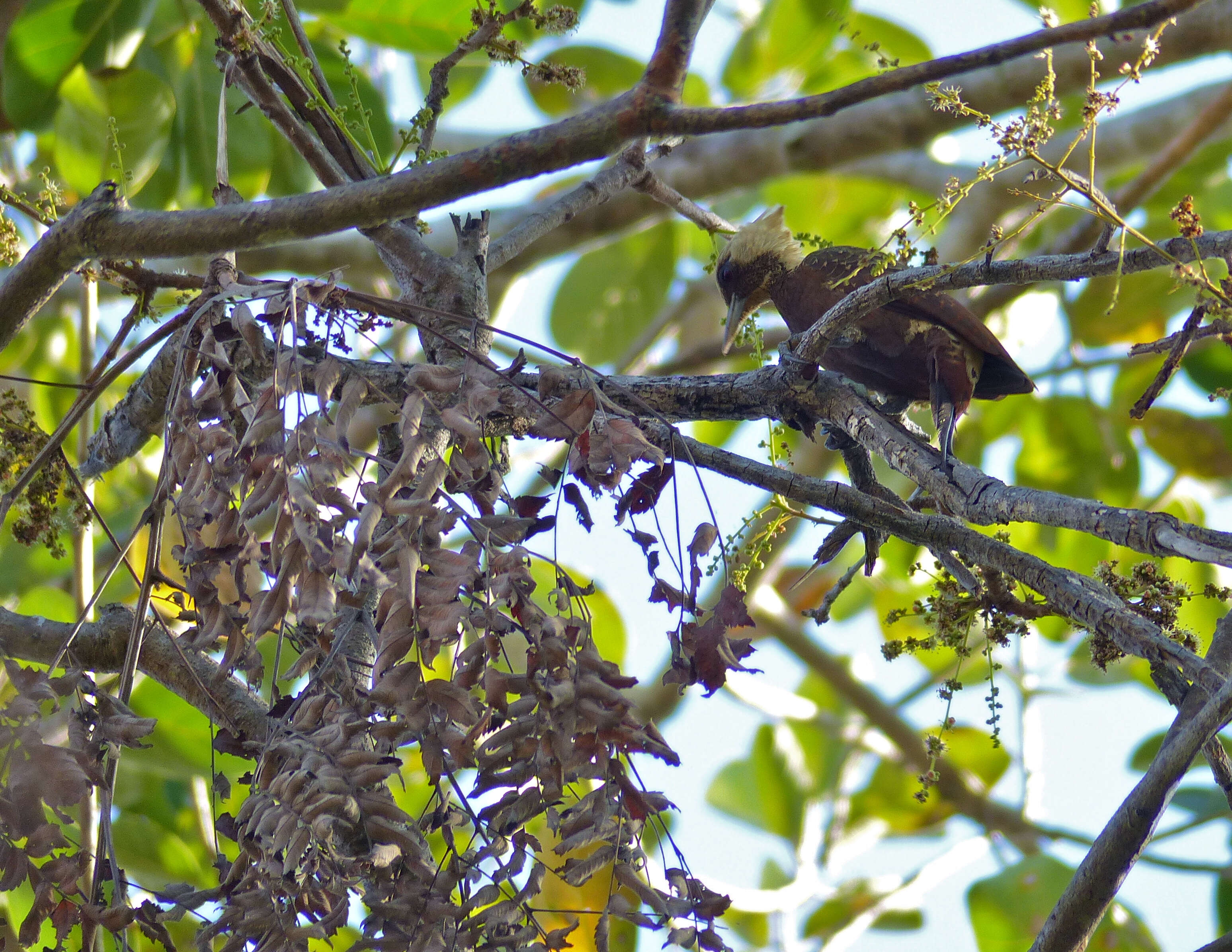 Image of Pale-crested Woodpecker