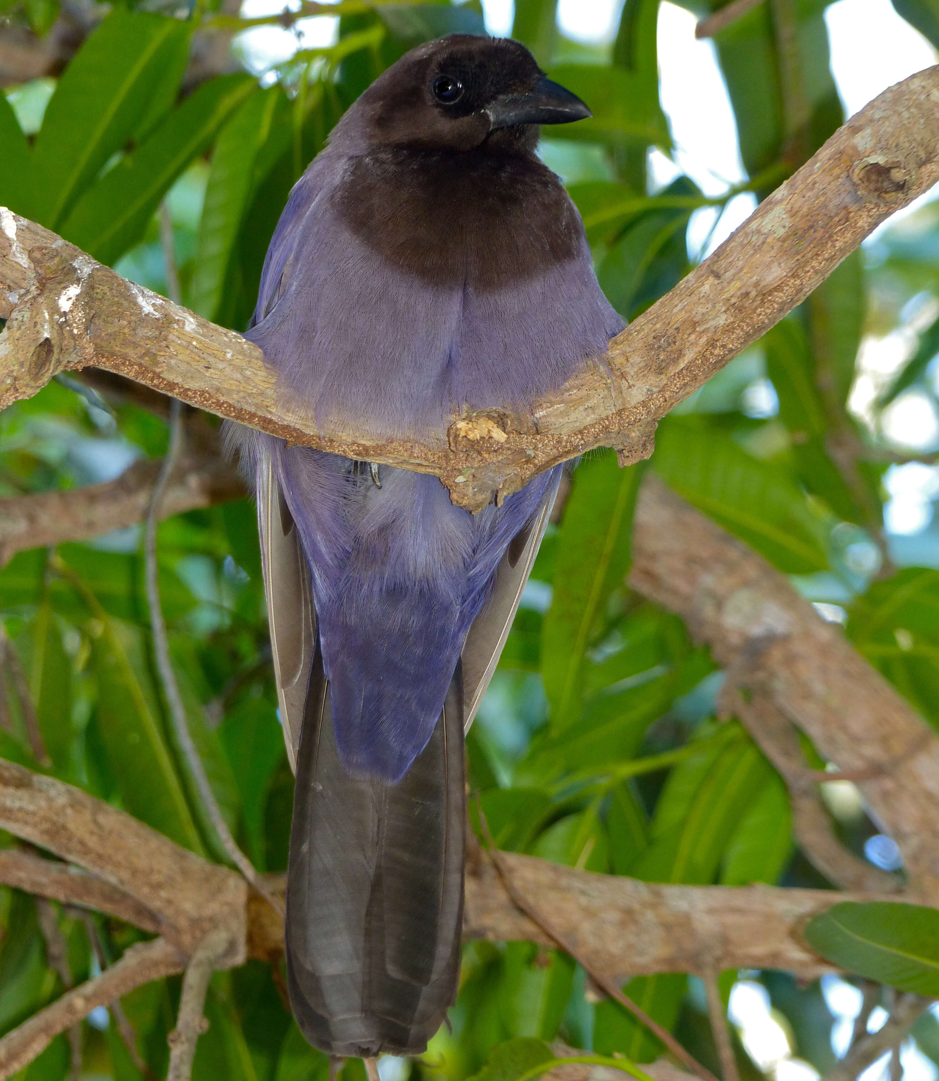 Imagem de Cyanocorax cyanomelas (Vieillot 1818)