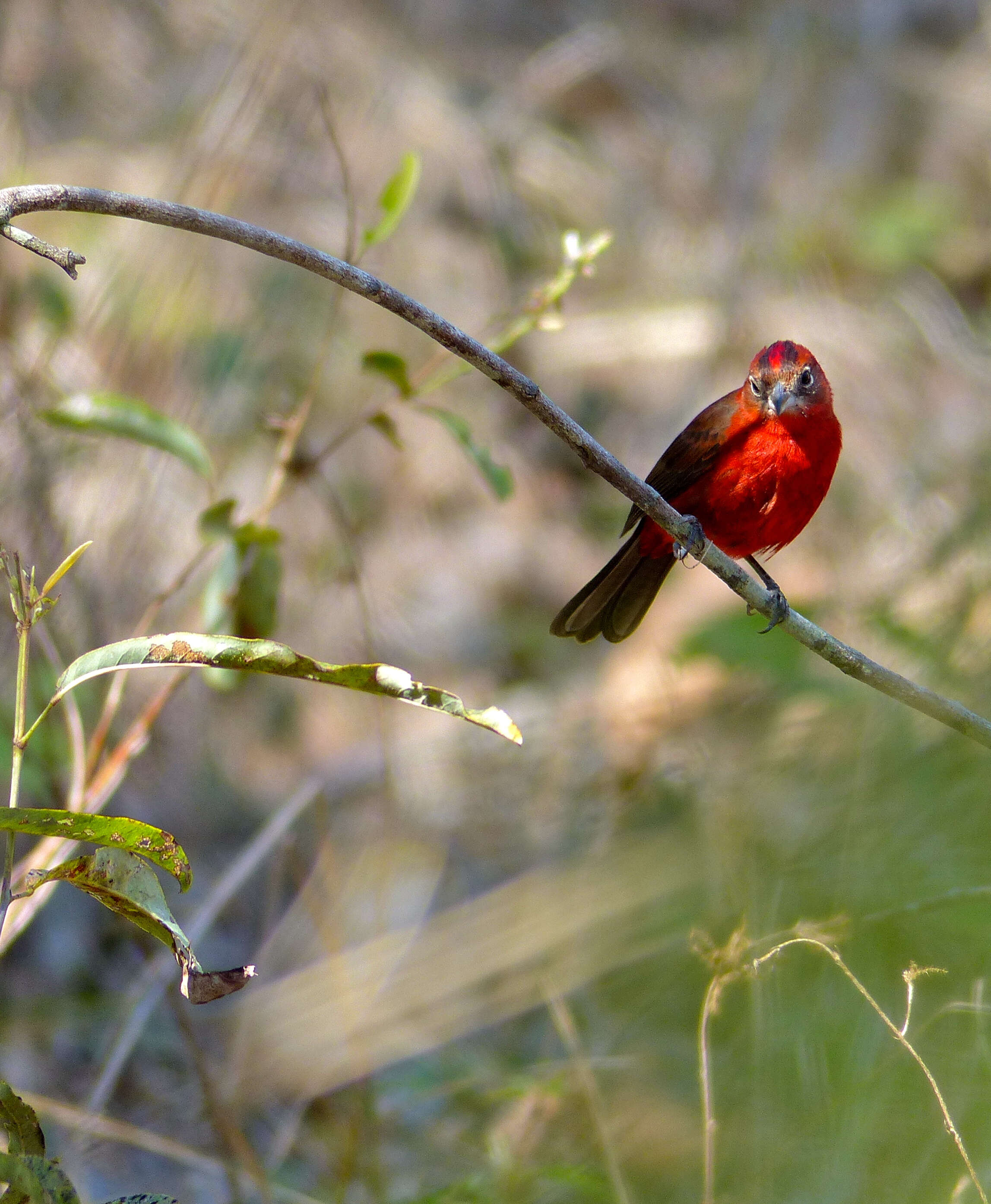 Image of Red Pileated Finch