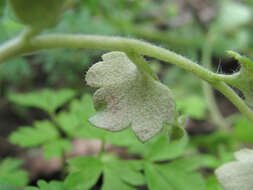 Image of Peronospora arvensis