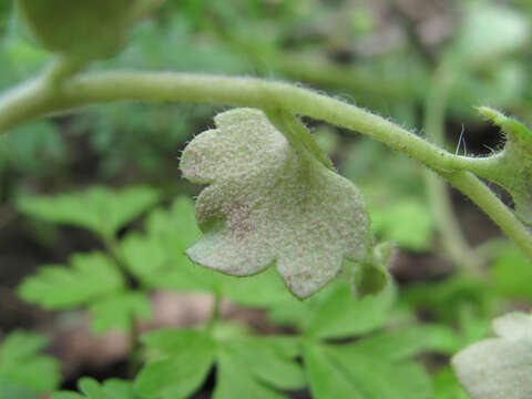 Plancia ëd Peronospora arvensis