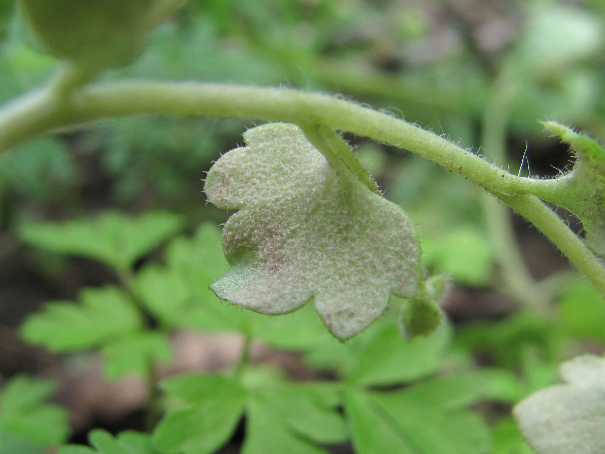 Image of Peronospora arvensis