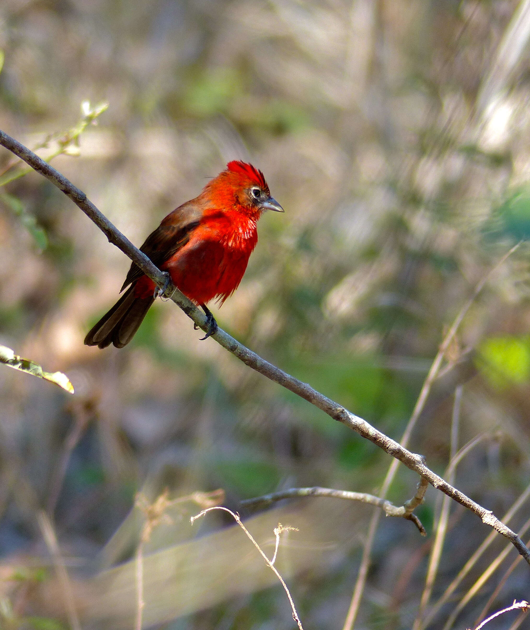 Image of Red Pileated Finch