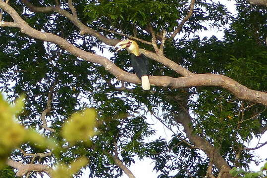 Image of Blyth's Hornbill