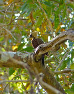 Image of Pale-crested Woodpecker