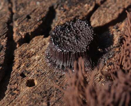 Image of Stemonitis splendens