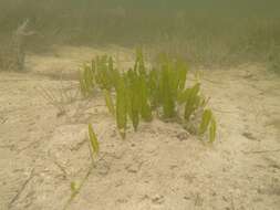 Image of Caulerpa mexicana