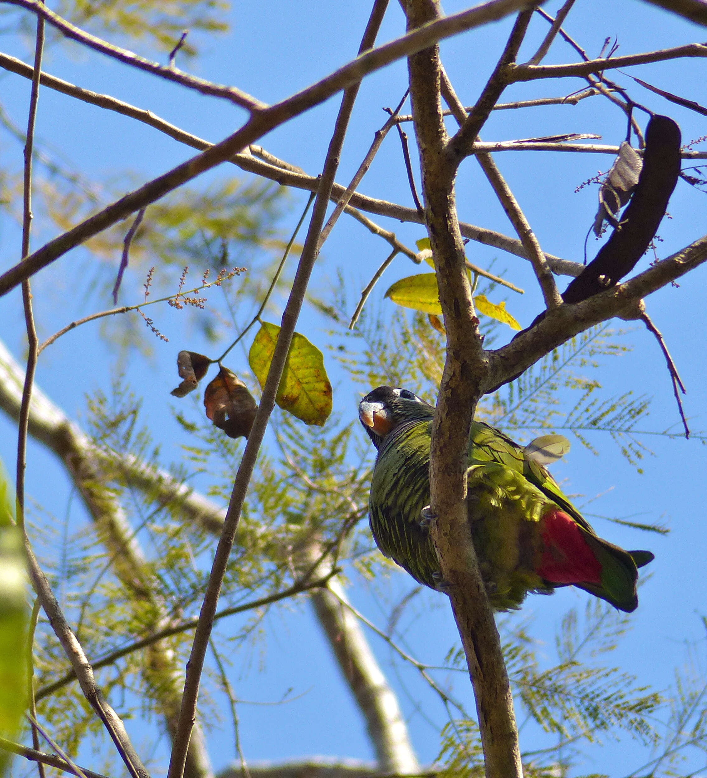 Image of Scaly-headed Parrot