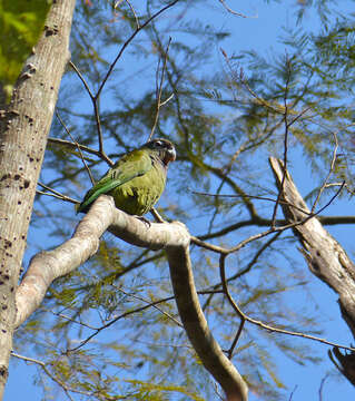 Pionus maximiliani (Kuhl 1820)的圖片