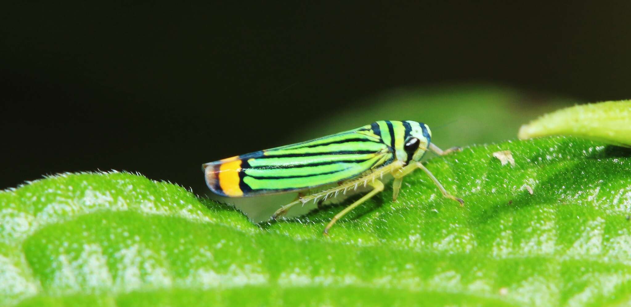 Image of Subrasaca flavolineata (Signoret 1855)