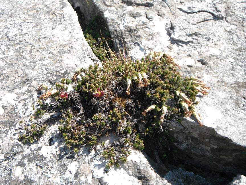 Image of Erica banksia subsp. banksia