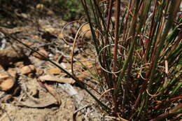 Imagem de Pentameris curvifolia (Schrad.) Nees