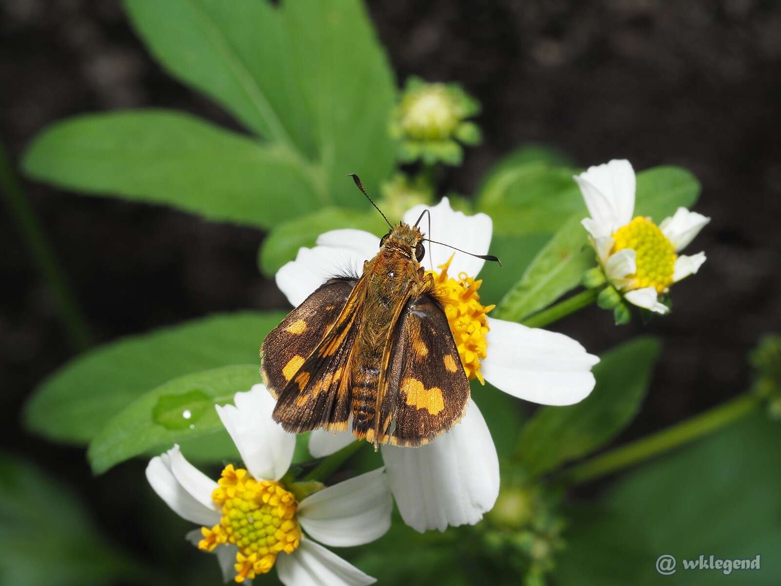 Potanthus trachala Mabille 1878 resmi