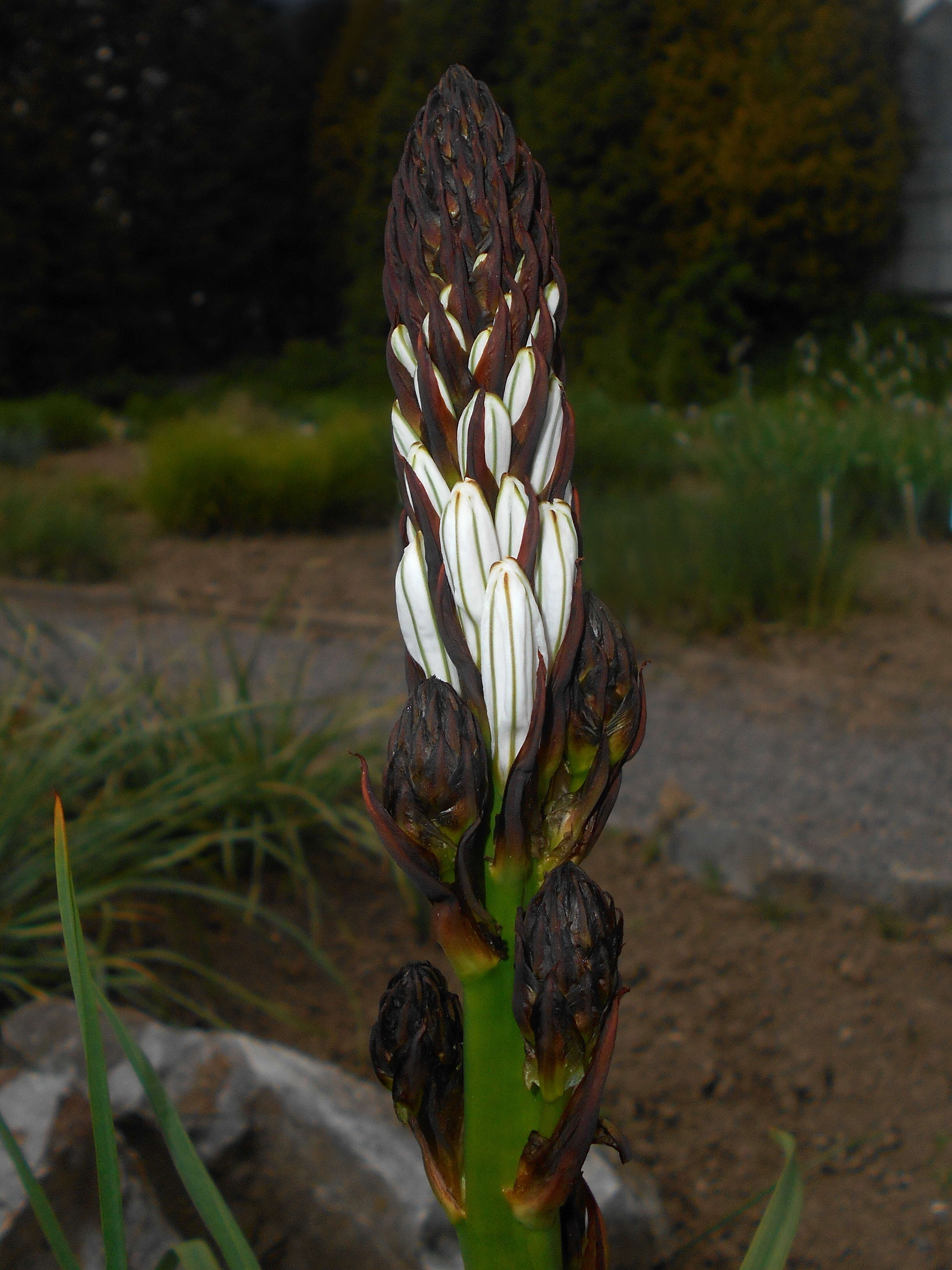 Image of White asphodel