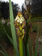 Image of White asphodel