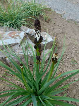 Image of White asphodel