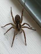 Image of Wolf spider