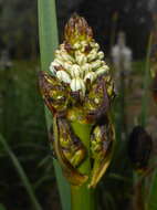 Image of White asphodel