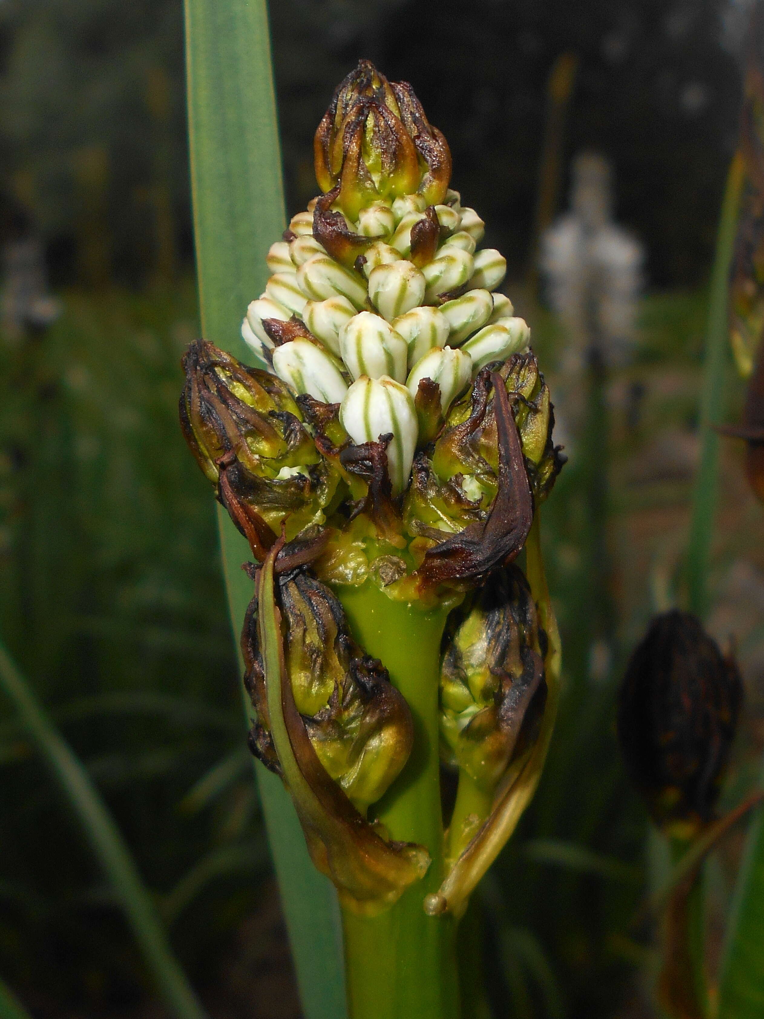 Image of White asphodel