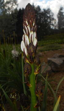 Image of White asphodel