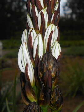 Image of White asphodel