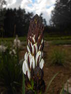 Image of White asphodel