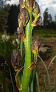 Image of White asphodel