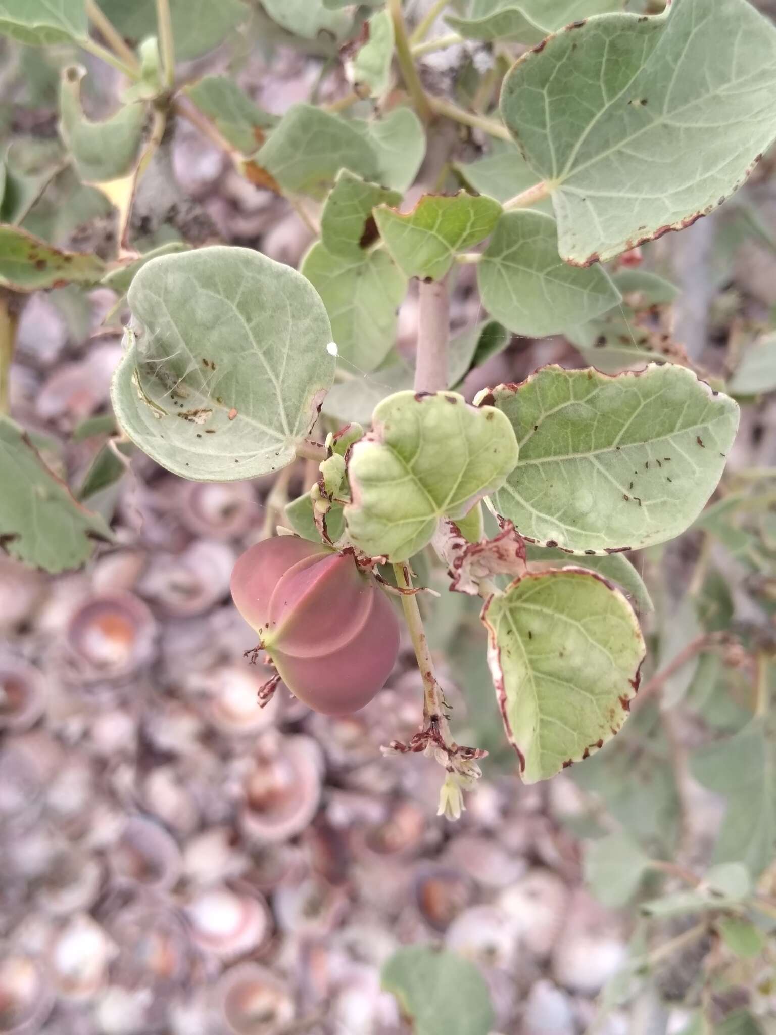 Jatropha canescens (Benth.) Müll. Arg.的圖片