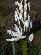 Image of White asphodel