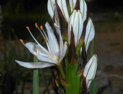 Image of White asphodel