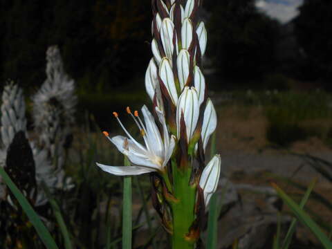 Image of White asphodel