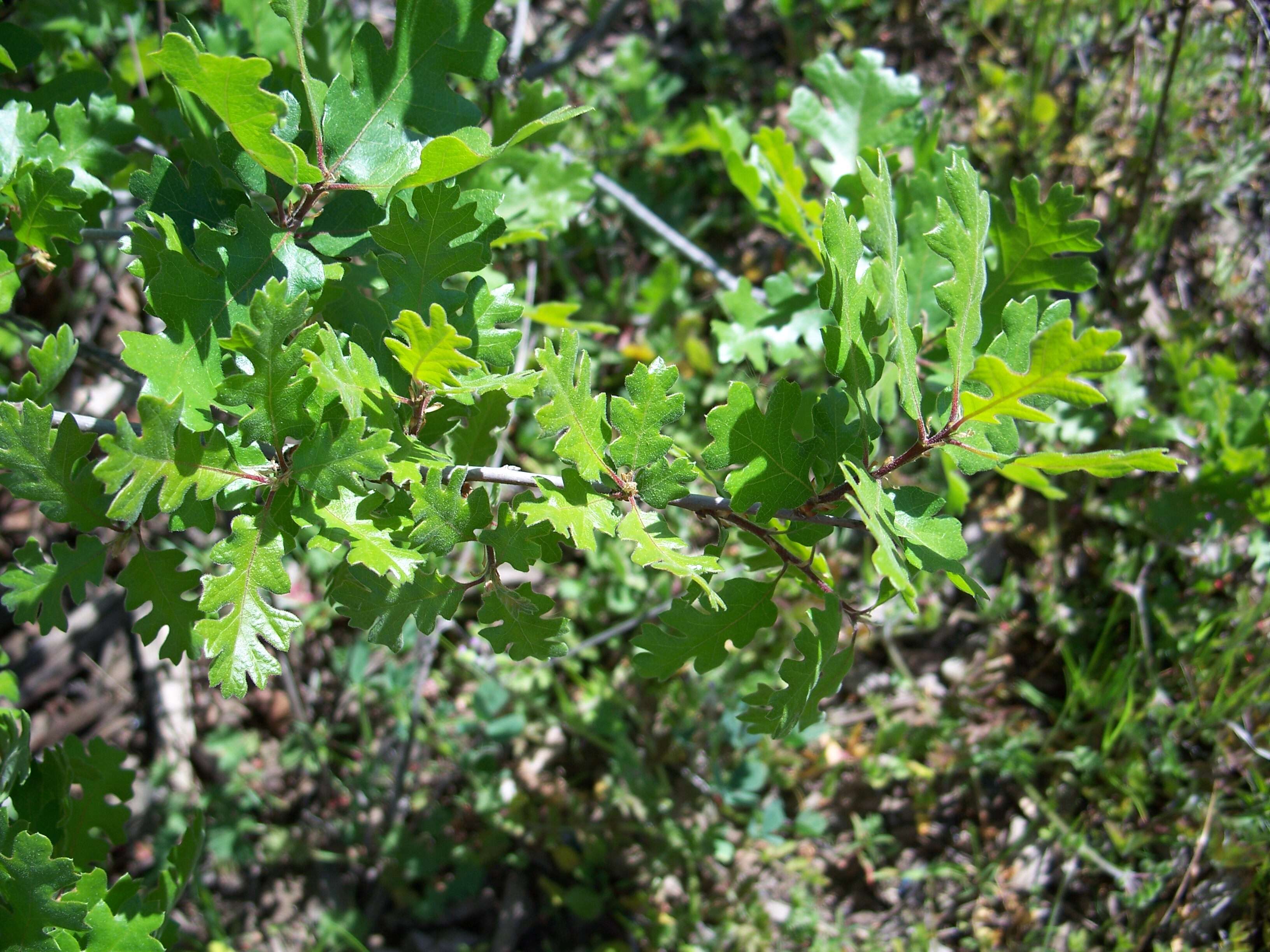 Image of valley oak