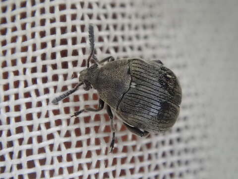 Image of Broom Seed Beetle