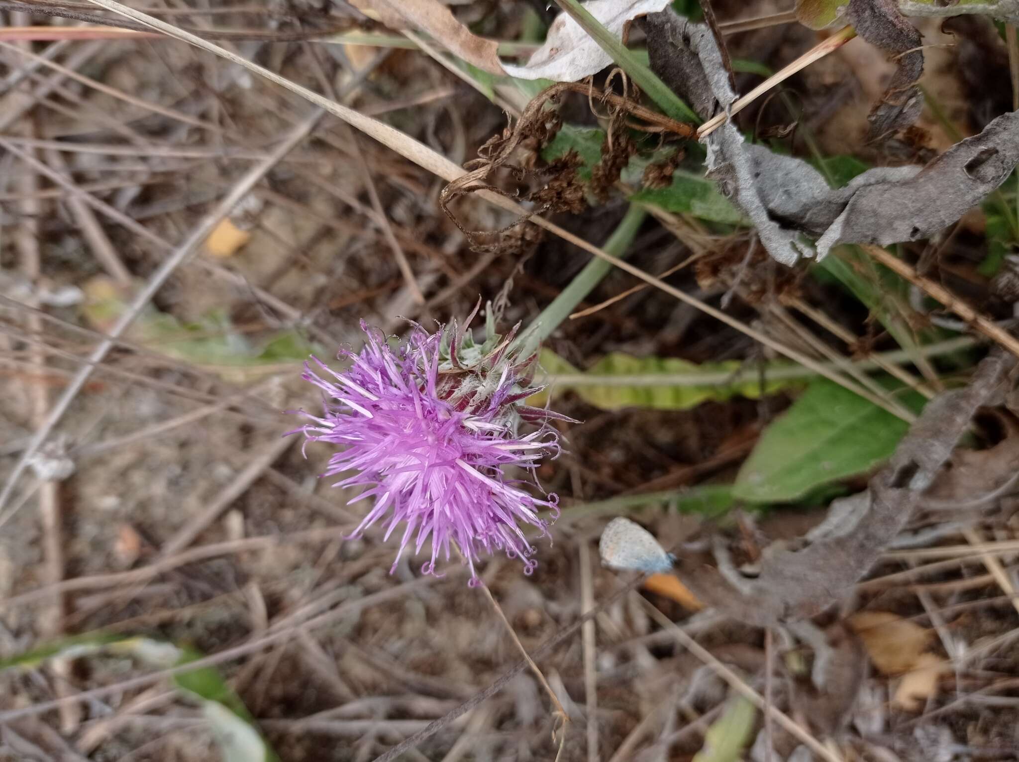 Imagem de Jurinea longifolia DC.