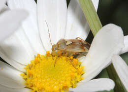 Image de Lygus pratensis (Linnaeus 1758)