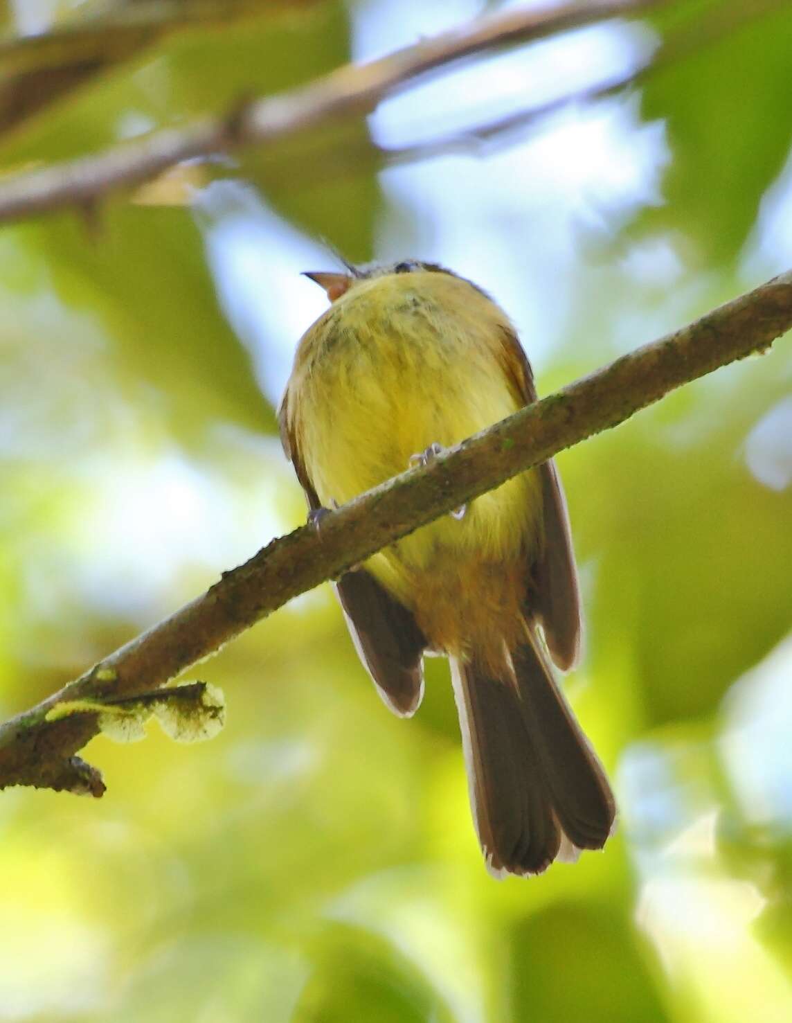 Image of Bearded Flycatcher