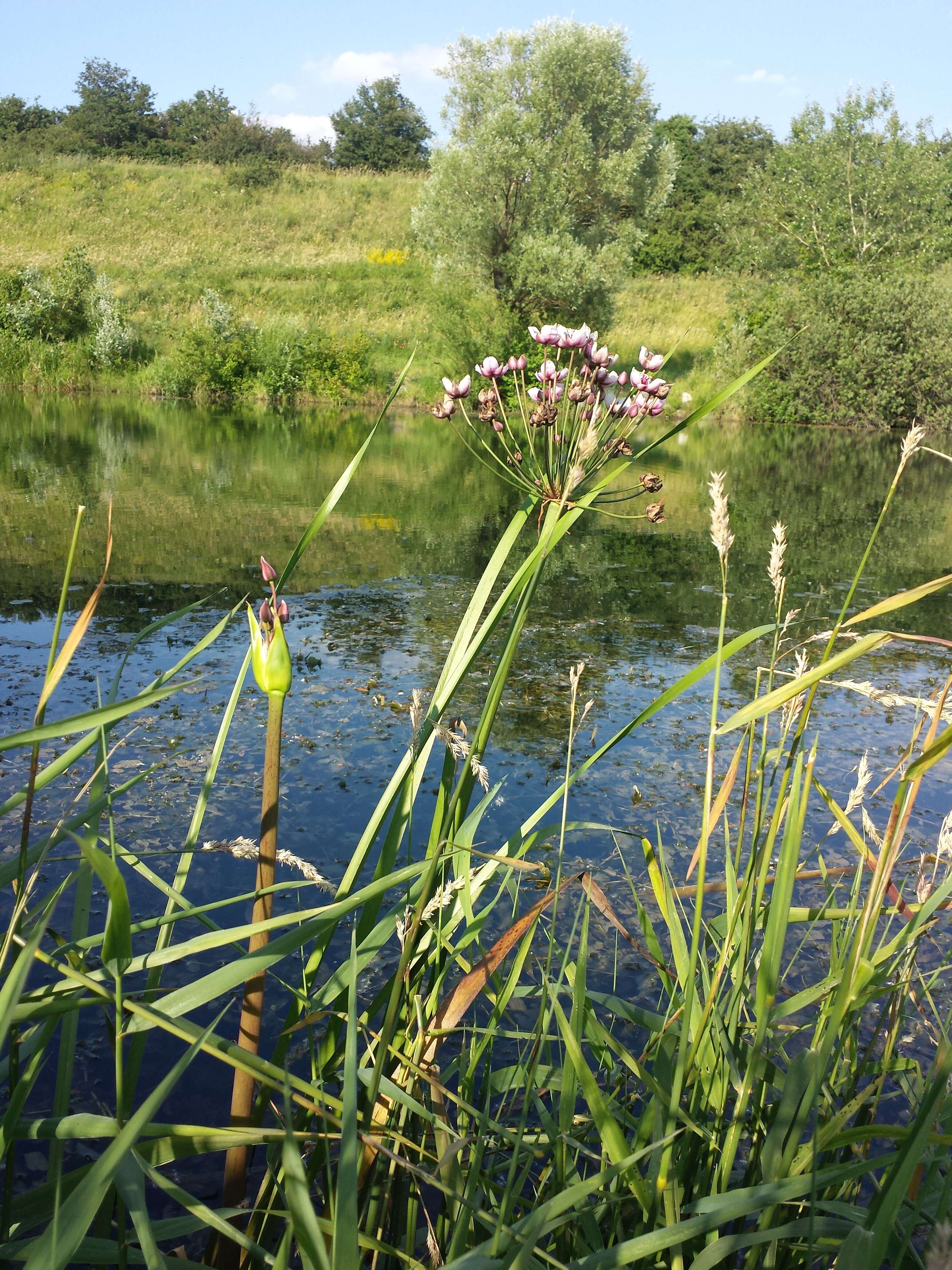 Image of flowering rush family