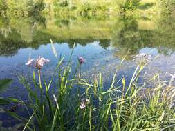 Image of flowering rush family