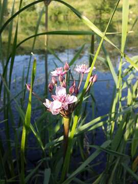 Image of flowering rush family