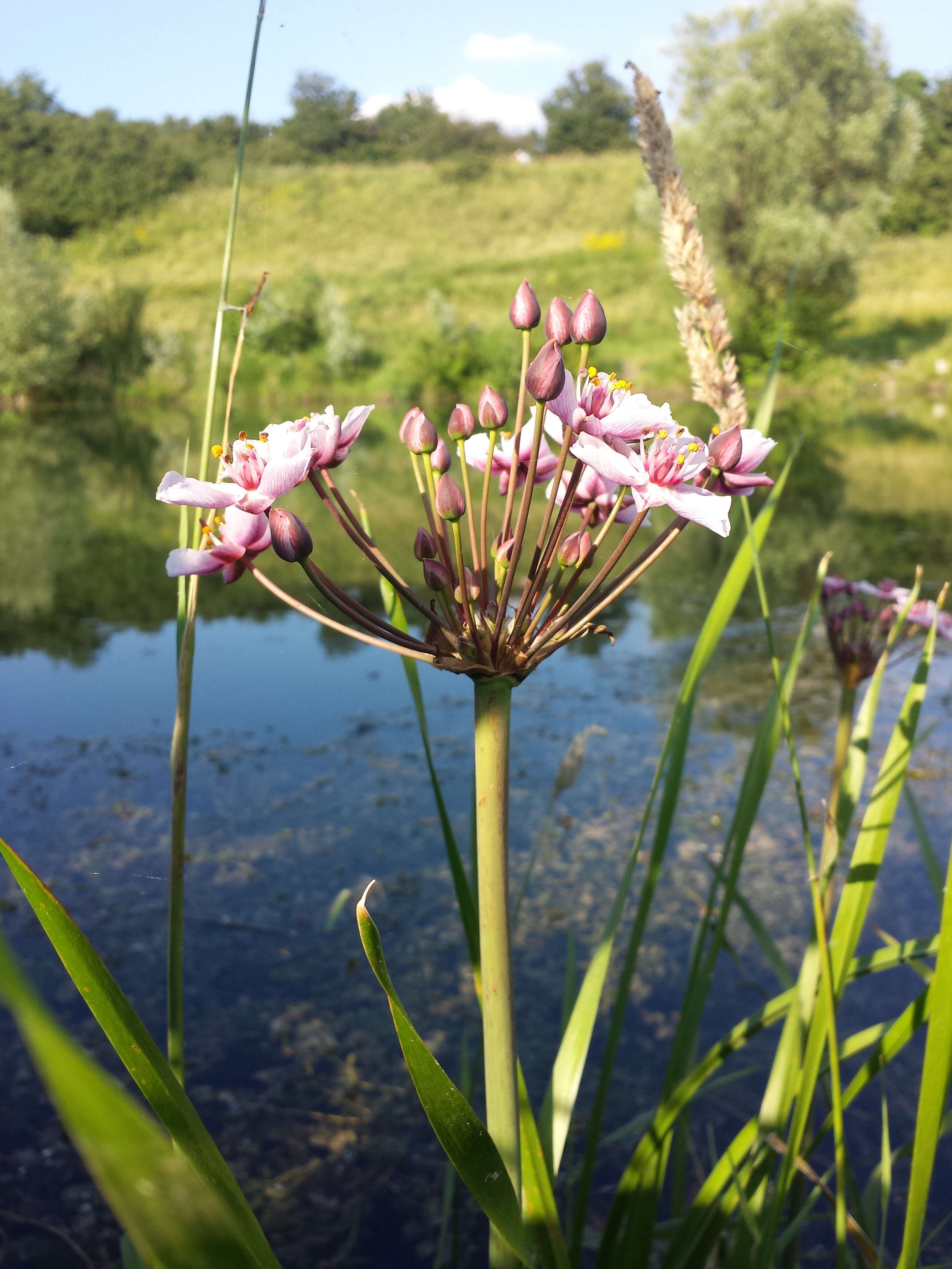 Image of flowering rush family