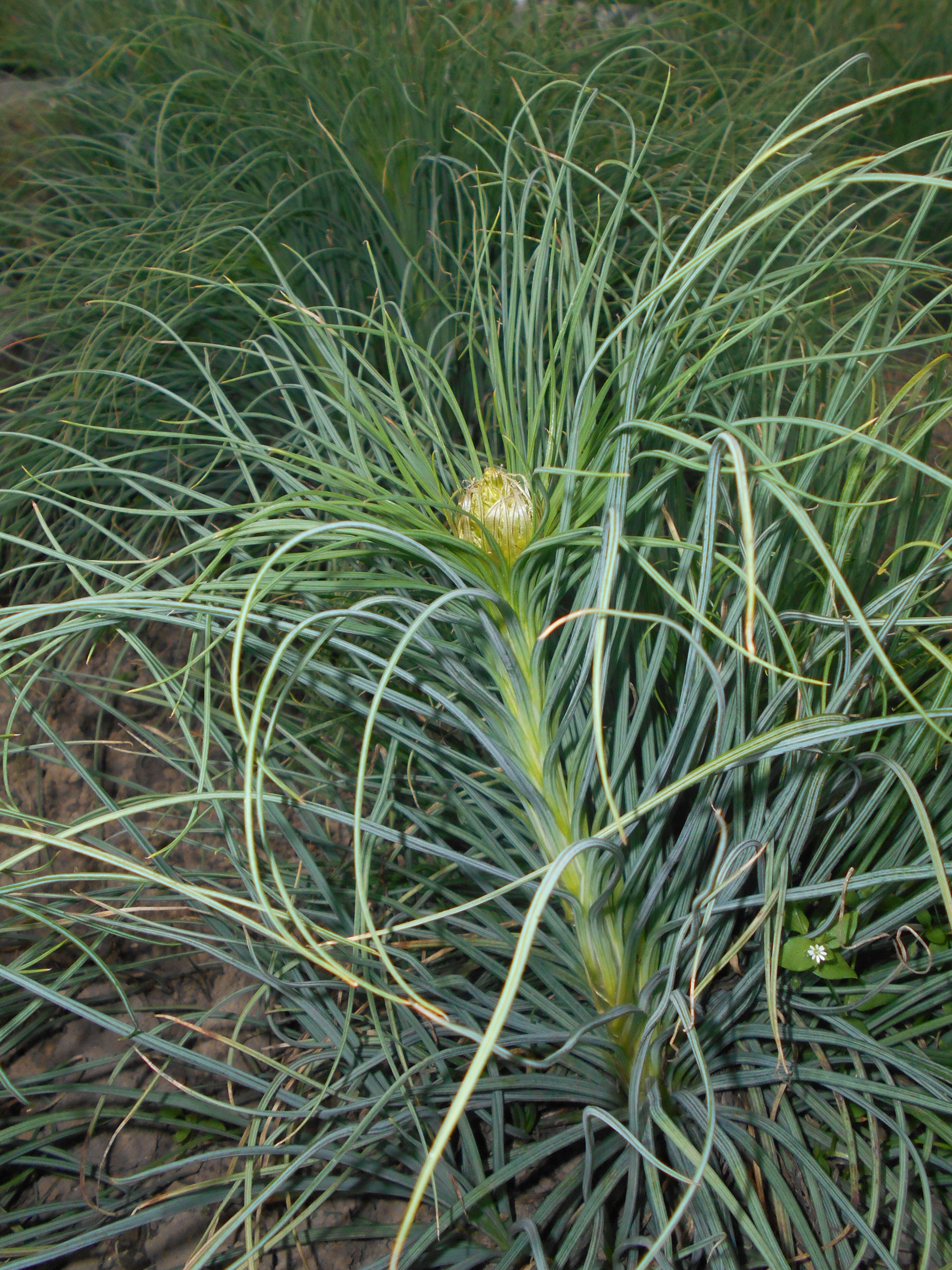 Image of yellow asphodel